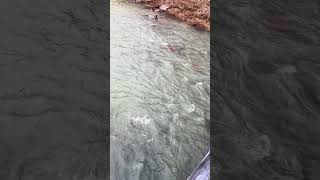 Trout stocking Three Forks Creek West Virginia [upl. by Eillim]