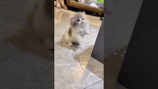 cute cats baby kitten cute moment❤️💕hellomochi cat cute kitten kucing kitty cats mochicat [upl. by Champaigne259]