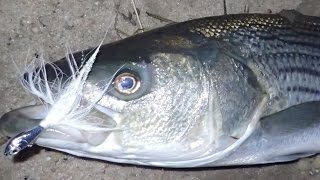 Surfcasting for Striped Bass  SPRO Chrome Bucktails [upl. by Siram]