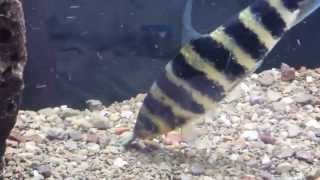 Black Banded Leporinus Feeding [upl. by Margret100]