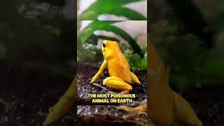 Which is the most poisonous frog in the world facts interestingfacts shorts [upl. by Buyer381]