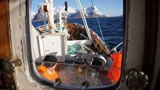 Breisund  Lofoten torskefiske utenfor Hamnøy [upl. by Margery]