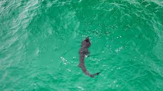 Drone footage of a large Basking Shark off Porthcurno 2021 [upl. by Kraus]