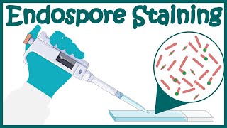 Endospore staining  Endospore stain procedure  Moeller and SchaefferFulton Methods [upl. by Ivatts]