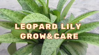 GROW AND CARE OF LEOPARD LILY  HOW TO GROW AND CARE LEOPARD LILYSILVER SQUILLSCILLA PASSIFLORA [upl. by Rodina]