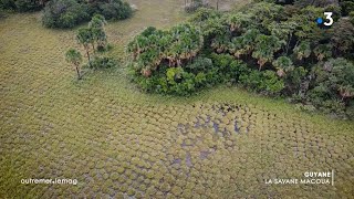 Savanes de Guyane et vestiges précolombiens  Outremerlemag  19 septembre 2024 [upl. by Seda]