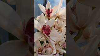 🇮🇹queste orchidee profumano 🇺🇦ці орхідеї пахнуть в описі ♨️ Italianoucraino youtubeshorts [upl. by Uriisa]