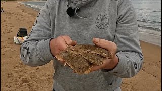 Treble hook up of flounder  a Turbot beach fishing Aberdeenshire [upl. by Wilmer]