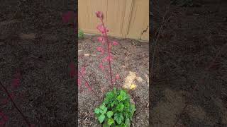 Heuchera californianativeplants droughttolerantplants [upl. by Nowyt]