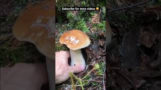 Tak nám konečně prší hribi nature houby grzyby mushroom pilze asmr hriby fyp asmrcommunity [upl. by Llibyc]