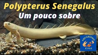 Polypterus Senegalus Albino  temperatura PH alimentação e muito mais [upl. by Wendin]