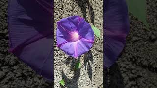 Common Morning Glory Ipomoea purpurea [upl. by Stricklan]