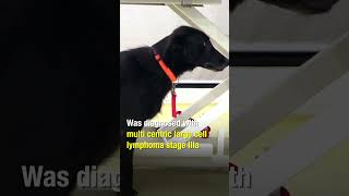 Multicentric Lymphoma in Indie Dog  The Cancer Vet [upl. by Nanoc]