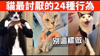 這24種行為會讓貓討厭你，別再這樣做啦！【養貓必看EP41】 [upl. by Kristofer]