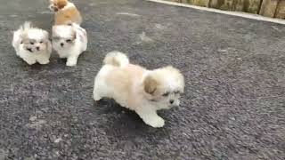 Shichon Puppies [upl. by Gerhan]