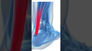 CUAL ES LA DIFERENCIA ENTRE TENDON Y LIGAMENTOS [upl. by Fasano]