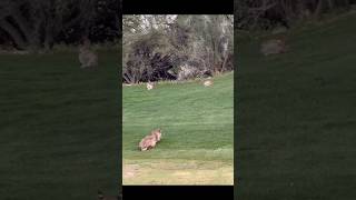 Watch A Bobcat Hunts A Rabbit On A Busy Golf Course [upl. by Naut]