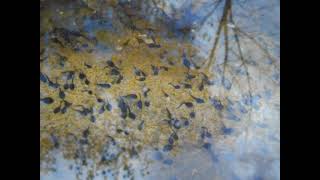 Spring Tadpoles or Pollywogs 04 May 2023 [upl. by Loris]