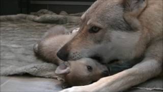 Chiots chiensloups tchécoslovaques âgés de 31 jours Portée Heaven amp Ioric 02 02 2017 [upl. by Suqram468]