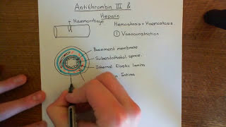 Antithrombin 3 and Heparin Part 1 [upl. by Flavio]