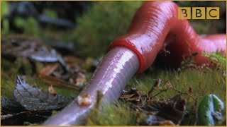 Monster leech swallows giant worm  Wonders of the Monsoon Episode 4  BBC Two [upl. by Oreves284]