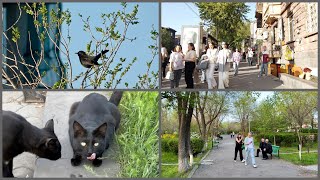 170424 We Kernekhin neghatsrin Florayi aygi Restoranhyuranots ev aygi Nor Nork mekum [upl. by Deroo729]