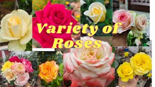 Variety of Roses in my garden [upl. by Anytsirhc]