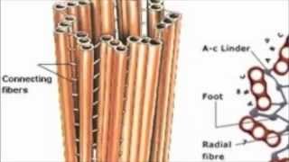 Bio 11  Centriole [upl. by Clark]