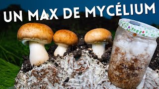 Culture de mycélium pour une production massive de champignon [upl. by Bruce22]