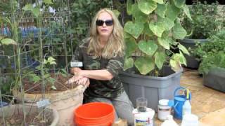 How to Grow Container Cucumbers by Nurse Amy [upl. by Victory]