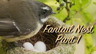 New Zealand Fantail Bird on Nest  Part 1 [upl. by Biel305]