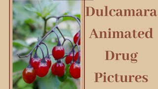 Dulcamara animated drug picture [upl. by Lancaster]