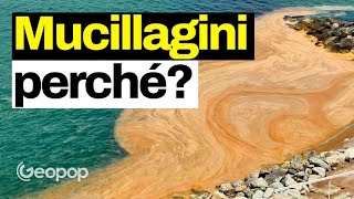 Mucillagini di mare boom nel Mar Adriatico da cosa sono causate La composizione chimica [upl. by Lucania]