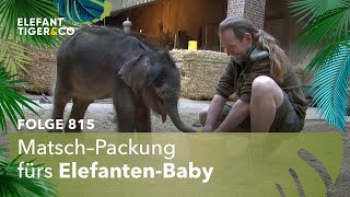 Matschepatsche Folge 815  Elefant Tiger amp Co  MDR [upl. by Aerdnuahs]