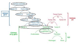 Coagulation Cascade [upl. by Rafaelita651]