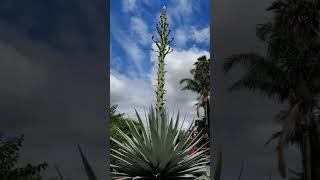 Agave flower [upl. by Adley857]