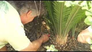 Transplanting a Cycad Palm  Prune Like a Pro [upl. by Jephum]