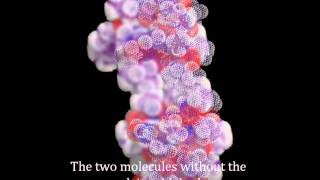 Actinomycin D intercalation in to duplex DNA [upl. by Ayifas208]