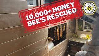 🍯ReHoming 10000 Honey Bees 🤯bees beekeeping honeybees savethebees [upl. by Rema]