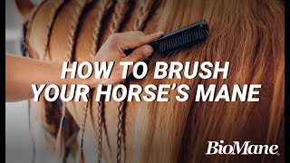 How To Properly Brush Your Horses Mane [upl. by Setsero]