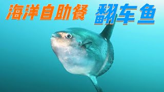 sunfish（翻車魚）——世界上最蠢的魚，被咬也不反抗也不逃跑 [upl. by Ssilem413]