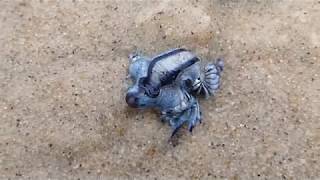 Glaucus atlanticus OCEAN SEA SLUG Nudibranch washed up on beach HD [upl. by Belda697]