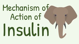 Mechanism of Action of Insulin [upl. by Maxantia]