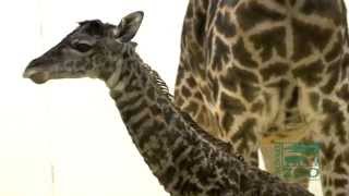 Baby Giraffe Birth First Video  Cincinnati Zoo [upl. by Rillings]