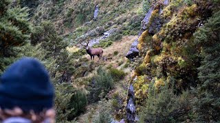 Fiordland Wapiti Hunting MID BUGLE 2023  New Zealand [upl. by Acinnej]