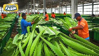 How Aloe Vera Gel is Made on a MASSIVE Scale Amazing Aloe Vera Factory [upl. by Hallvard628]