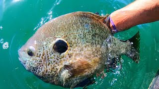 A 3 LB BLUEGILL CLEAR WATER [upl. by Freddi]