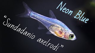 Sundadanio axelrodi  Neon Blue Rasbora Species Spotlight [upl. by Nelram455]