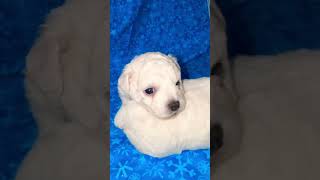 2 available purebred Bichon Frise 2 available females Pickford Michigan michigan puppies [upl. by Crosley]