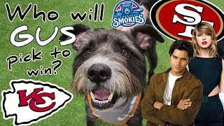 GUS the Mini Schnauzer Pitbull Picks The Big Game [upl. by Nod]